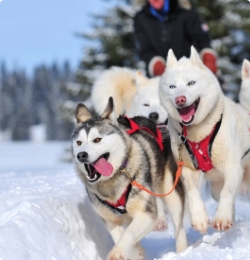 Chiens de traineaux